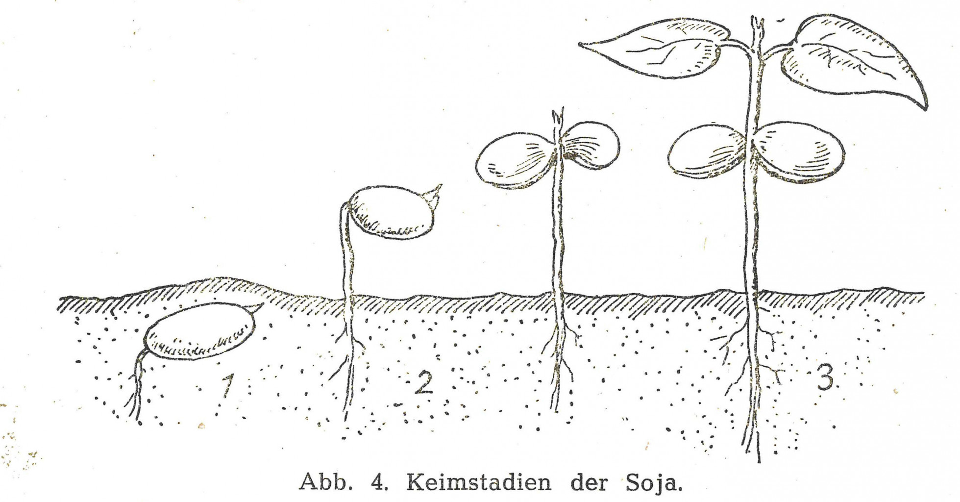 Die Illustration zeigt vier Sojapflanzen in unterschiedlichen Keimstadien. Unter der Zeichnung steht der Untertitel „Abb. 4. Keimstadien der Soja.“.