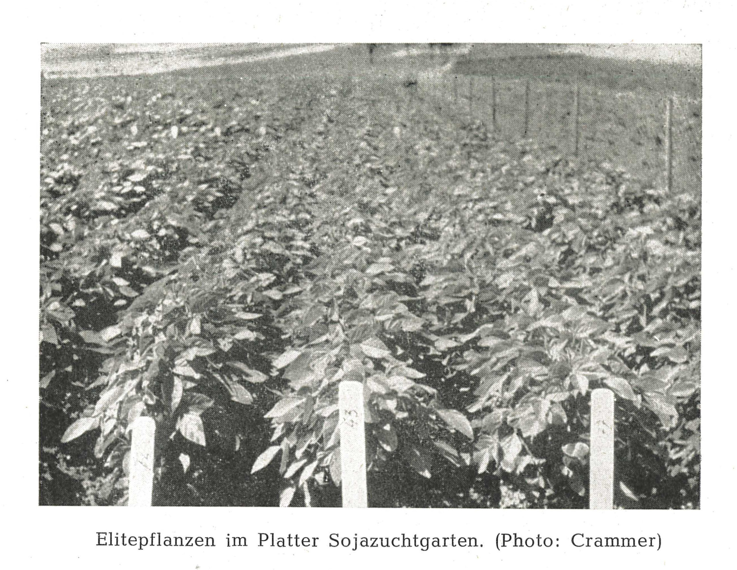 Die Abbildung zeigt eine Fotografie der Versuchsstation mit Versuchspflanzen in Platt mit der Bildunterschrift „Elitepflanzen im Platter Sojazuchtgarten. (Photo: Crammer)“.